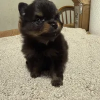 Ready to be named, a male Pomeranian for sale in Batesville, AR – Photo 2 of 8