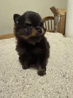 Ready to be named, a male Pomeranian for sale in Batesville, AR – Photo 2 of 8