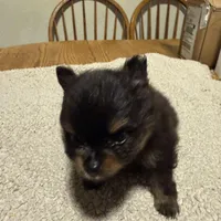 Ready to be named, a male Pomeranian for sale in Batesville, AR – Photo 3 of 8