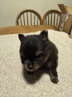 Ready to be named, a male Pomeranian for sale in Batesville, AR – Photo 3 of 8