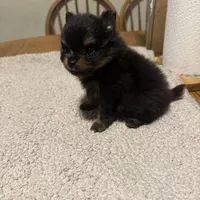Ready to be named, a male Pomeranian for sale in Batesville, AR – Photo 5 of 8