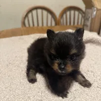 Ready to be named, a male Pomeranian for sale in Batesville, AR – Photo 6 of 8