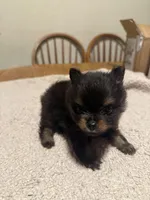 Ready to be named, a male Pomeranian for sale in Batesville, AR – Photo 6 of 8