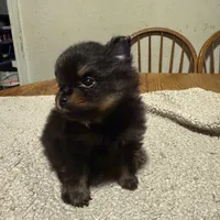 Ready to be named, a male Pomeranian for sale in Batesville, AR – Photo 8 of 8