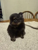 Ready to be named, a male Pomeranian for sale in Batesville, AR – Photo 8 of 8