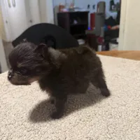 Ready to be named, a male Pomeranian for sale in Batesville, AR – Photo 7 of 8