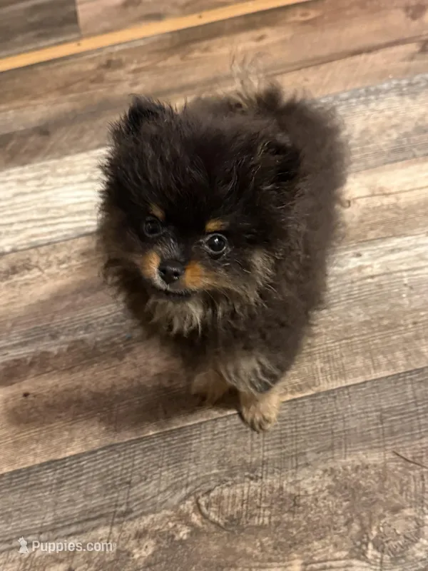 Ready to be named – Pomeranian puppy for sale in Batesville, AR