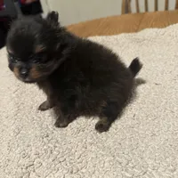 Ready to be named, a male Pomeranian for sale in Batesville, AR – Photo 4 of 8