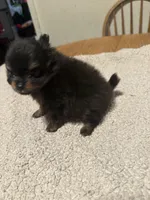 Ready to be named, a male Pomeranian for sale in Batesville, AR – Photo 4 of 8