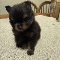 Ready to be named, a male Pomeranian for sale in Batesville, AR – Photo 1 of 8