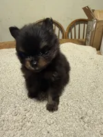 Ready to be named, a male Pomeranian for sale in Batesville, AR – Photo 1 of 8