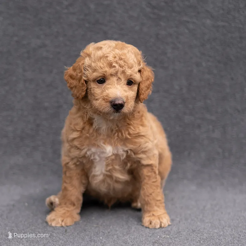 Archie – Miniature Goldendoodle puppy for sale in Richmond, VA
