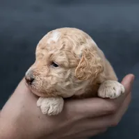 Alden, a male Miniature Goldendoodle for sale in Richmond, VA – 1 of 1