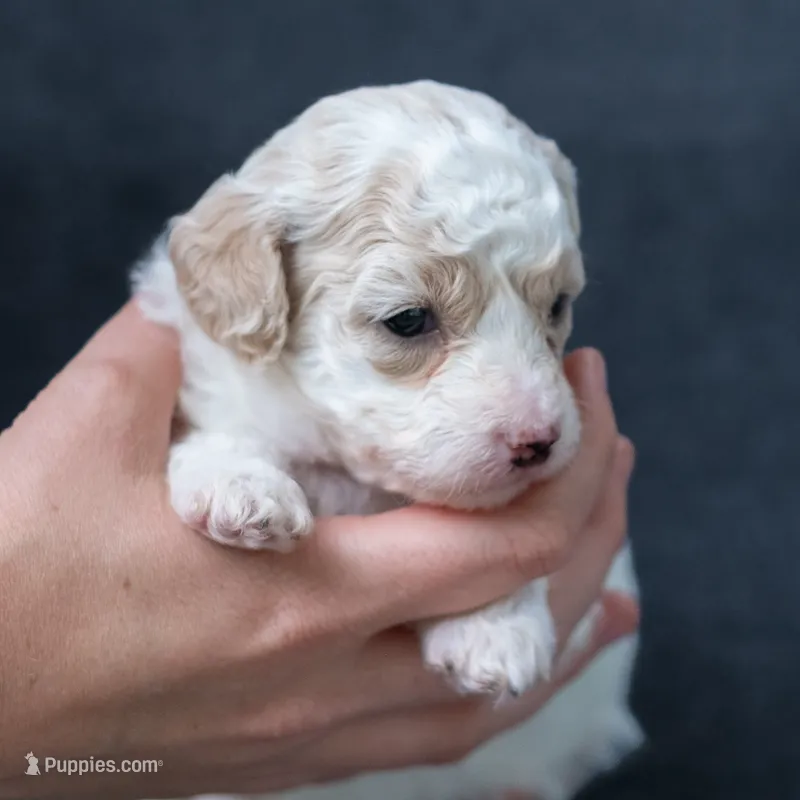 Maple – Miniature Goldendoodle puppy for sale in Richmond, VA