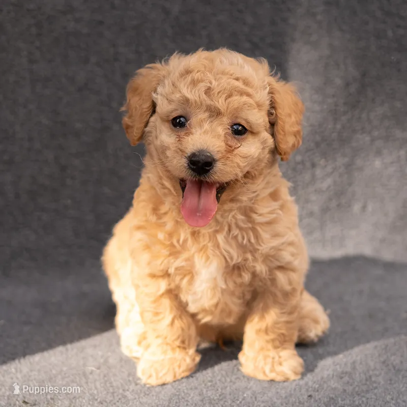 Enzo – Miniature Goldendoodle puppy for sale in Richmond, VA