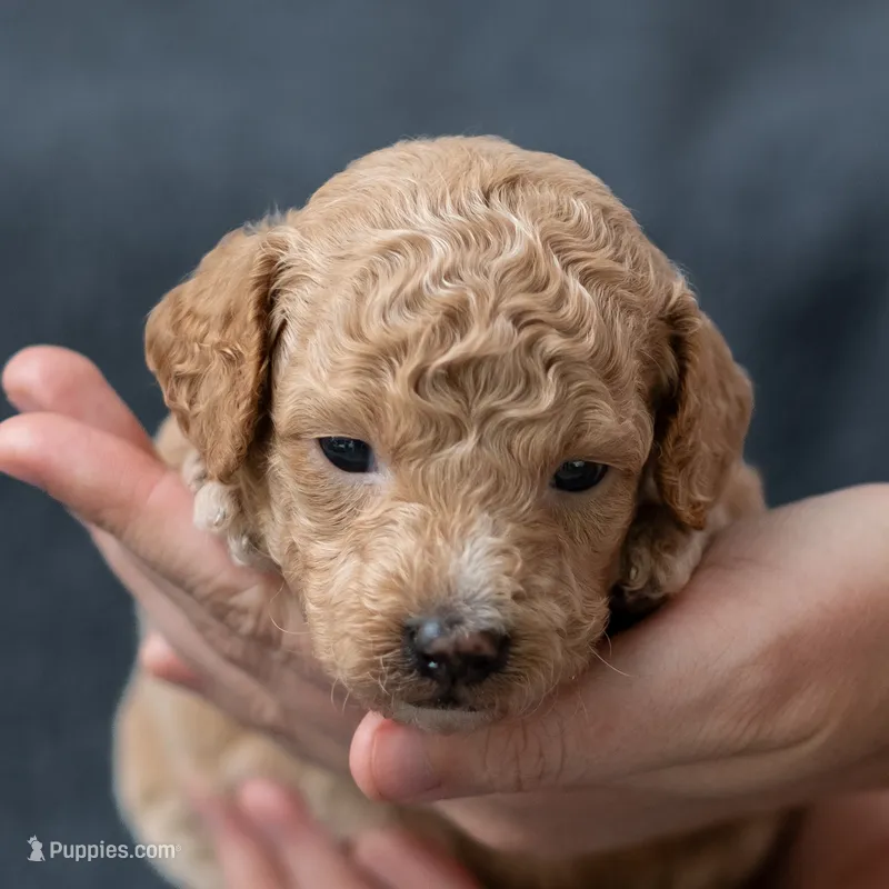 Archie – Miniature Goldendoodle puppy for sale in Richmond, VA