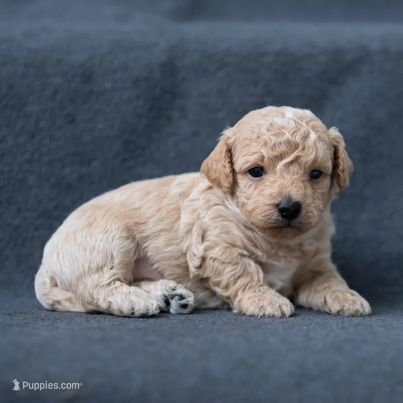 Enzo – Miniature Goldendoodle puppy for sale in Richmond, VA
