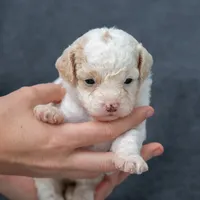 Betsie, a female Miniature Goldendoodle for sale in Richmond, VA – 1 of 1