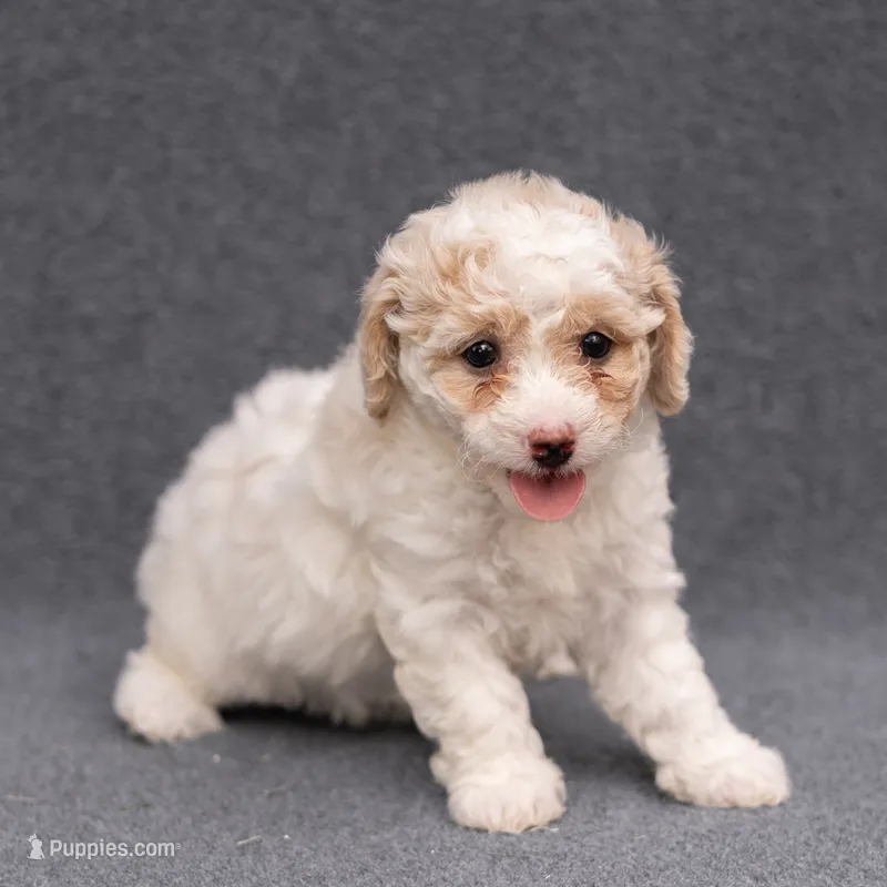 Maple – Miniature Goldendoodle puppy for sale in Richmond, VA