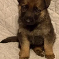 Brewster, a male German Shepherd Dog for sale in Charleston, WV – Photo 2 of 2