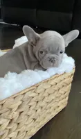 Milo , a male French Bulldog for sale in Kansas City, MO – 2 of 9