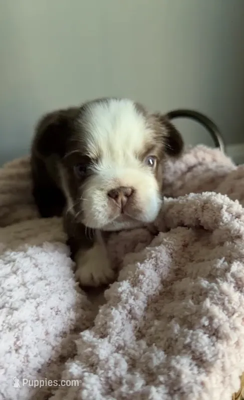 Ember  – French Bulldog puppy for sale in Kansas City, MO
