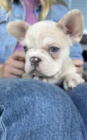 Maxten, a male French Bulldog for sale in Kansas City, MO – 5 of 5