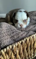 Rowan, a male French Bulldog for sale in Kansas City, MO – 2 of 8