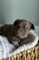 Kyenna, a female French Bulldog for sale in Kansas City, MO – 4 of 6