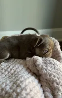 Kyenna, a female French Bulldog for sale in Kansas City, MO – 5 of 6