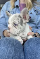 Tuxedo, a male French Bulldog for sale in Kansas City, MO – 8 of 8