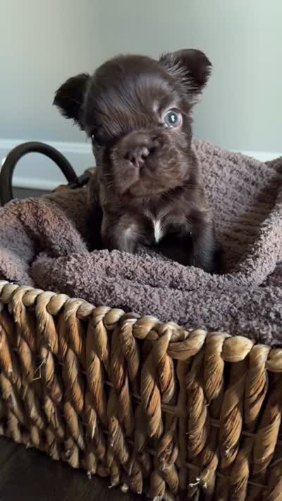 Rhett , a male French Bulldog for sale in Kansas City, MO – 3 of 8