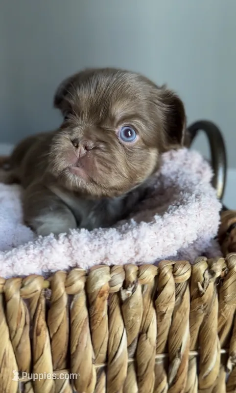Kyenna – French Bulldog puppy for sale in Kansas City, MO