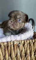 Kyenna, a female French Bulldog for sale in Kansas City, MO – 1 of 6