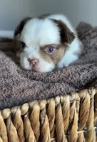 Rowan, a male French Bulldog for sale in Kansas City, MO – 7 of 8