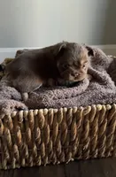 Cyder , a male French Bulldog for sale in Kansas City, MO – 5 of 10