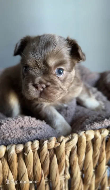 Cyder  – French Bulldog puppy for sale in Kansas City, MO
