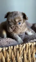 Cyder , a male French Bulldog for sale in Kansas City, MO – 1 of 10