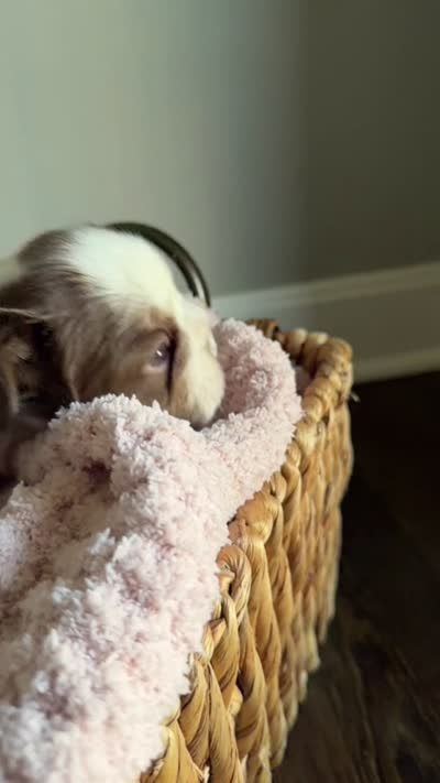 Ember , a female French Bulldog for sale in Kansas City, MO – 10 of 10