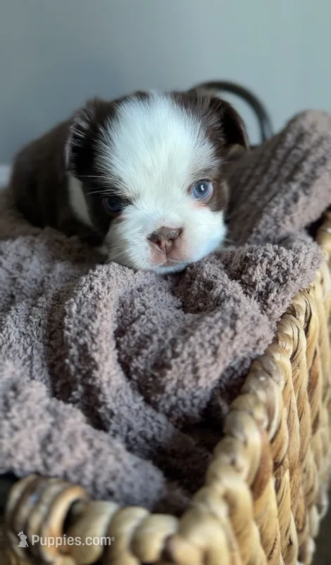Kahlua  – French Bulldog puppy for sale in Kansas City, MO