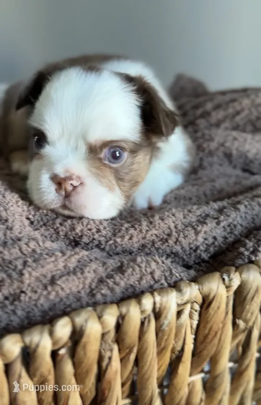 Rowan – French Bulldog puppy for sale in Kansas City, MO