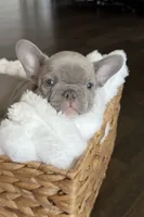 Milo , a male French Bulldog for sale in Kansas City, MO – 4 of 9