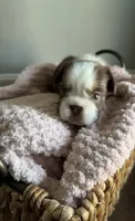Ember , a female French Bulldog for sale in Kansas City, MO – 2 of 10
