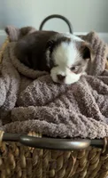 Kahlua , a male French Bulldog for sale in Kansas City, MO – 4 of 10