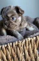 Cyder , a male French Bulldog for sale in Kansas City, MO – 2 of 10
