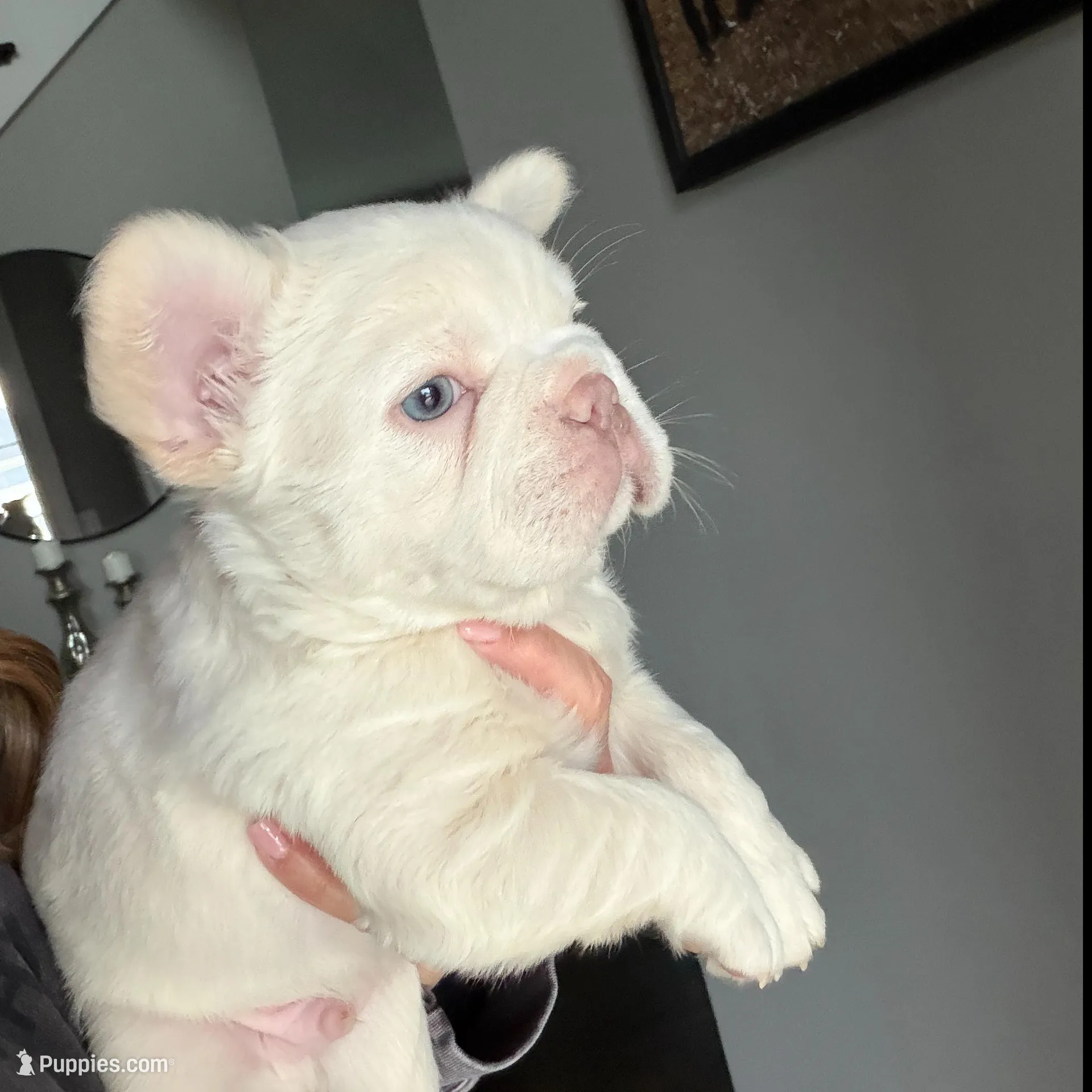Everest, a male French Bulldog for sale in Kansas City, MO – Photo 2 of 10