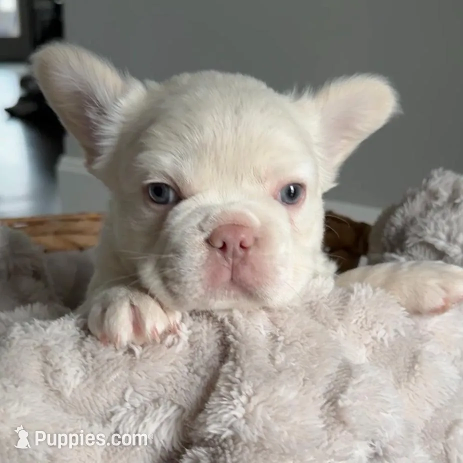 Everest, a male French Bulldog for sale in Kansas City, MO – Photo 5 of 10