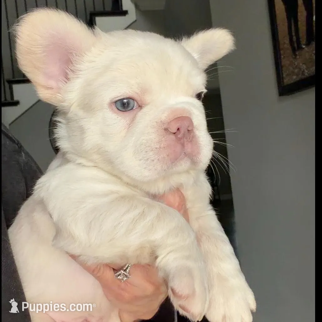 Everest, a male French Bulldog for sale in Kansas City, MO – Photo 4 of 10