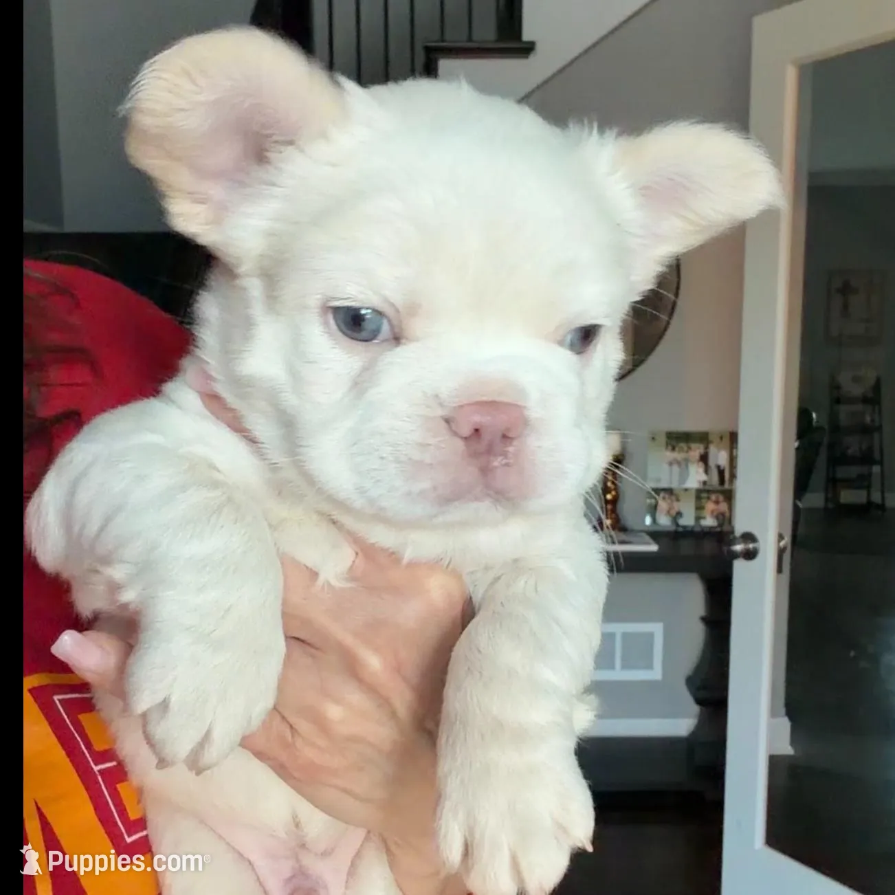 Everest, a male French Bulldog for sale in Kansas City, MO – Photo 7 of 10