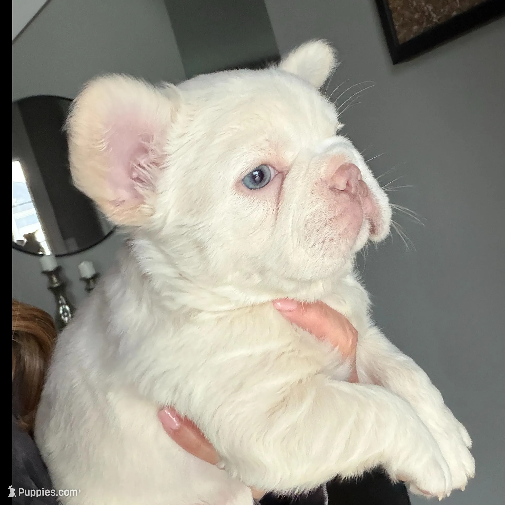 Everest – French Bulldog puppy for sale in Kansas City, MO